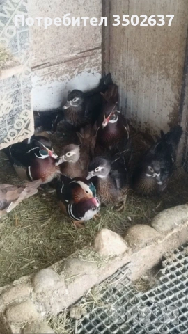 Патета Каролинки и Мандаринки, снимка 2 - други­ - 53065237