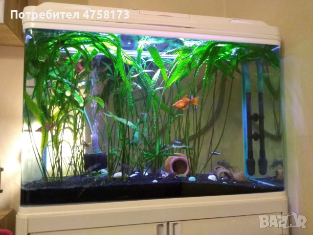 Гигантски Криптокорини