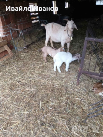 Продавам кози с ярета, снимка 12 - Кози - 53247338