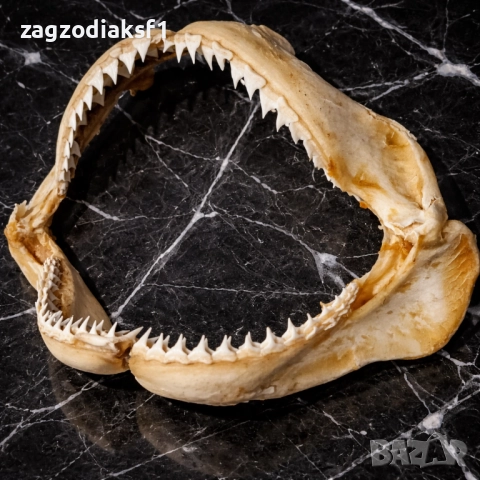 Челюст от Бул Шарк "БИЧА АКУЛА" 100% Истинска