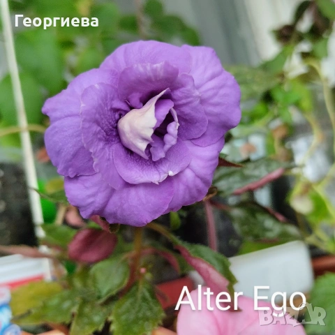 ризоми ахименес , снимка 3 - Градински цветя и растения - 53498563