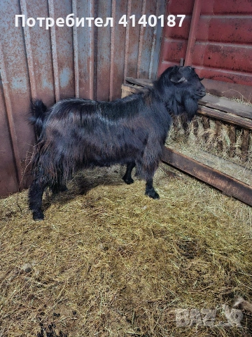 продавам пръч на 2 години