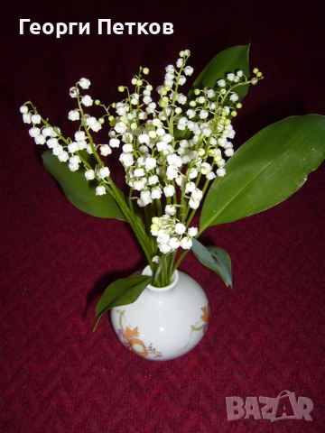 Момина сълза - 10 коренчета., снимка 5 - Градински цветя и растения - 53957385