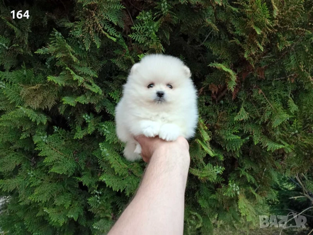 Померани. Реални снимки от 21.04.2026 г. , снимка 4 - Померан - 54273673