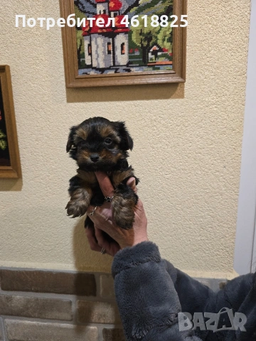 Йоркширски териери , снимка 10 - Йоркширски териер - 53137251