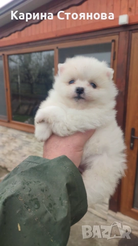 Мъжко померанче, снимка 3 - Померан - 53969218