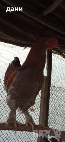 пилета и петли, снимка 9 - Кокошки и пуйки - 52837381