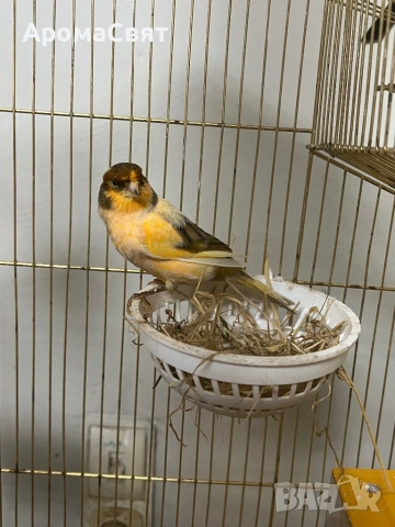Двойка канари, снимка 5 - Канари - 54189635