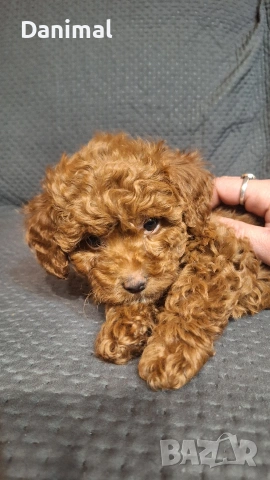 пуделчета той/ момче и момиче/toy poodle, снимка 2 - Пудели - 53581267