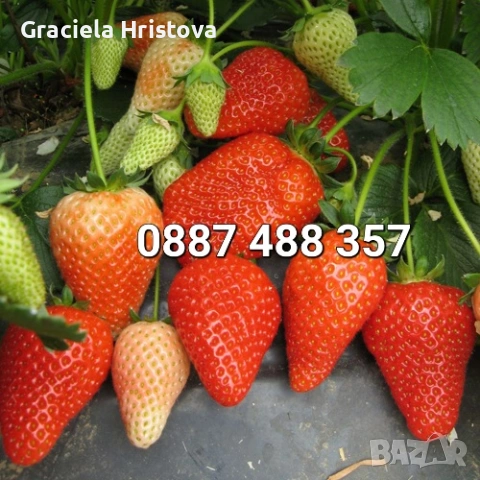 Продавам разсад ягоди , снимка 5 - Разсади - 53645148