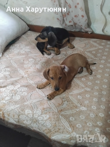 продавам две мъжки сладки дакелчета , снимка 5 - Дакели - 52361992
