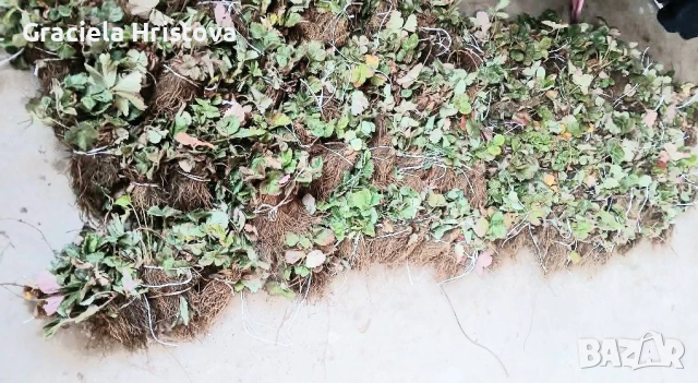 Продавам качествен разсад ягоди , снимка 6 - Градински цветя и растения - 53560287