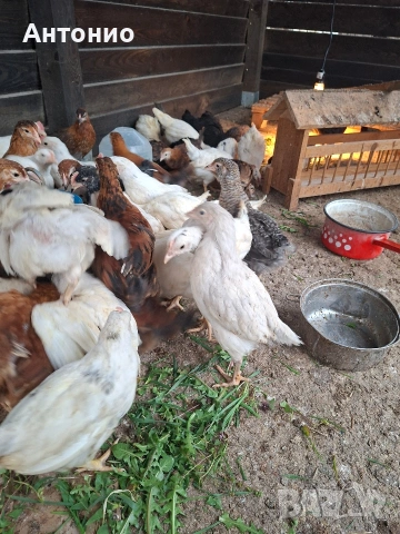 селски пилета , снимка 2 - Кокошки и пуйки - 53963183