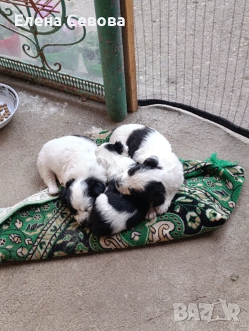Продавам малки кученца , снимка 5 - Други - 54178207