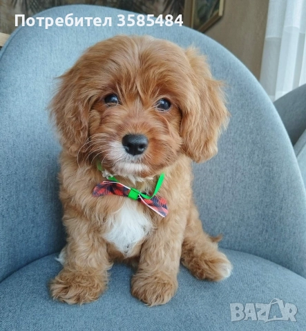 Cavapoo/Mini poodle , снимка 8 - Пудели - 52822958