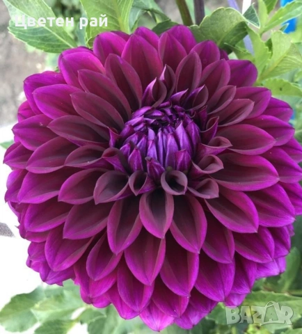 Грудки на няколко цвята далии , снимка 6 - Градински цветя и растения - 53770861