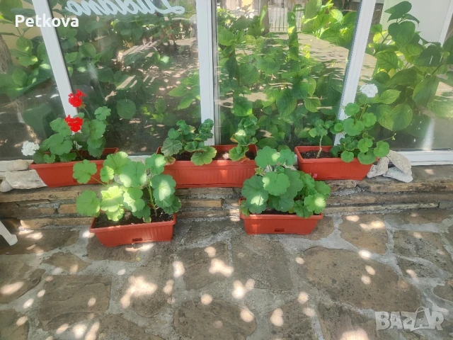 Мушкати, добре развити