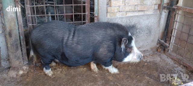 ВИЕТНАМСКО ПРАСЕ МЪЖКО/НЕРЕЗ/ , снимка 2 - Прасета - 53474669