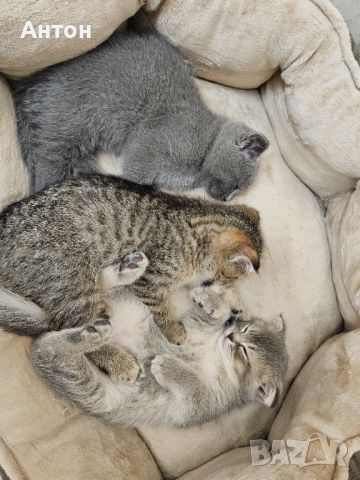 Шотландски клепоухи котета, снимка 3 - Други - 45701999