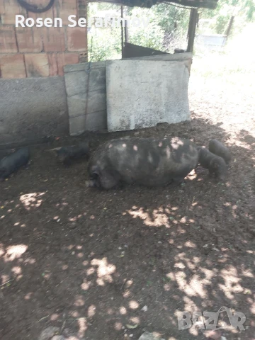 Виетнамски прасенца , снимка 3 - Тор и почвени смеси - 46822619