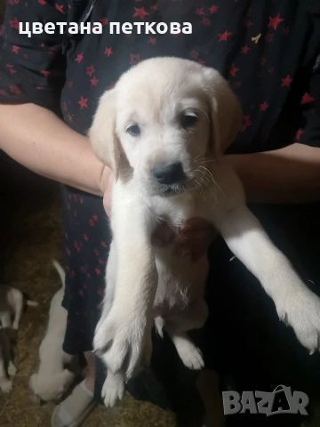 Лабрадор ретривър , снимка 7 - Лабрадор ретривър - 53220479