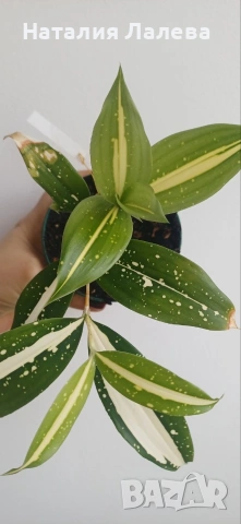 Драцена, dracena milky way