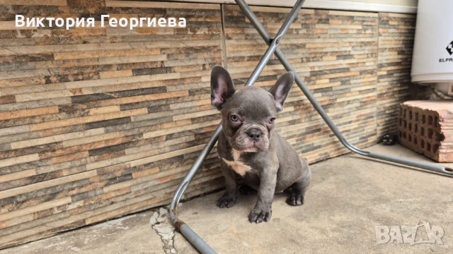 Френски Булдог  Блу Тен , снимка 1