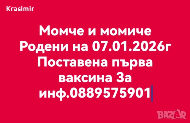 Померанчета, снимка 6 - Померан - 53698737