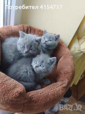 Британски принцеси