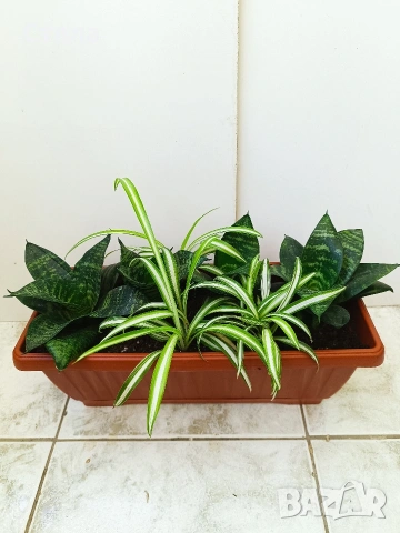 Пасифлора, Бенджамин, Сансевиера, мексиканска мента, Копривка , снимка 12 - Градински цветя и растения - 51170707