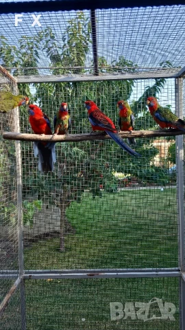 penantovi rozeli   , снимка 1 - Папагали - 51343821