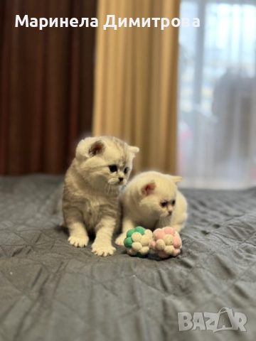 Малки сладки пухкави сребърни британчета., снимка 5 - Британска късокосместа - 52896699