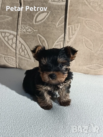 Йоркширски териер , снимка 8 - Йоркширски териер - 54063849