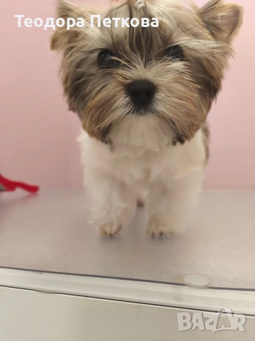 мини йоркширски териер 