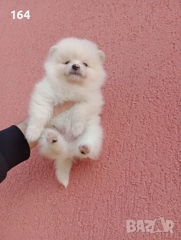 Мъжки и женски Померани. Реални снимки от 12.01.26 г. , снимка 8 - Померан - 53111472