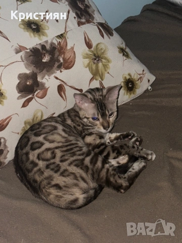 Бенгалска котка момиче, снимка 3 - Бенгалски - 53664599