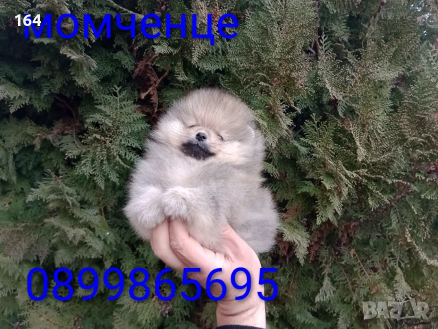 Мъжки Померан. Реални снимки от днес!