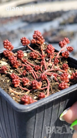Седум Коралов килим, Sedum album Coral Carpet, снимка 10 - Градински цветя и растения - 53865678