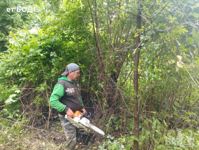 Почистване на терени от дървета и храсти