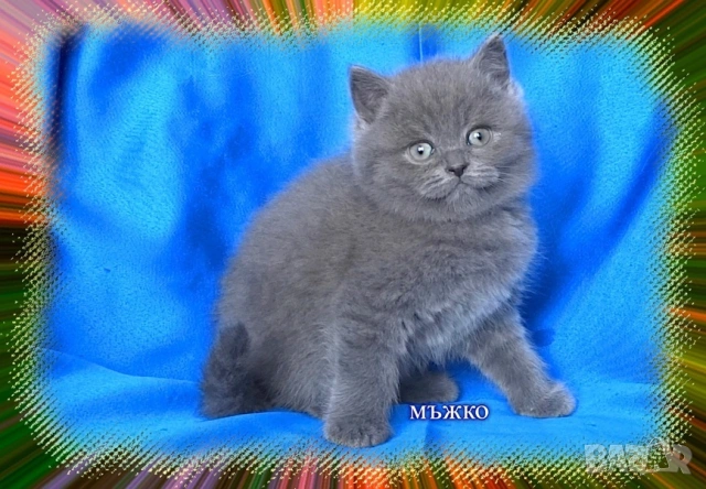 Чистокръвни Британски късокосмести котета, снимка 10 - Британска късокосместа - 53322558