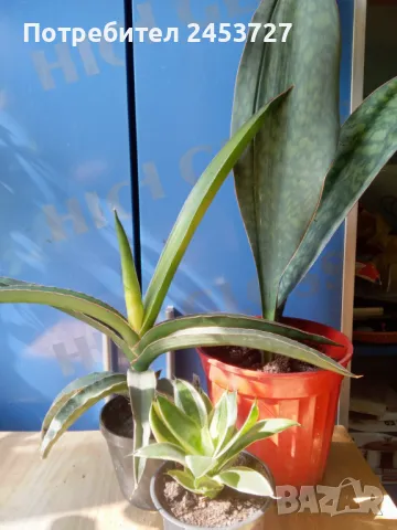 Сансевиера Стар Канари /Sansevieria Star Canary - 40 лв, снимка 3 - Стайни растения - 49593384