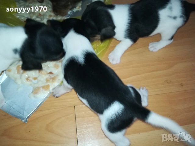 JACK RUSSELL-БЕБЕТА ДЖАК РЪСЕЛ 1609250639, снимка 16 - Джак ръсел териер - 51727864