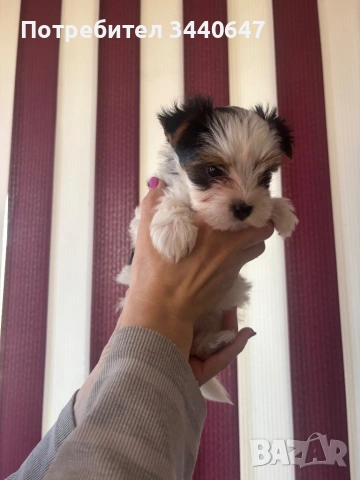 Женско и мъжко Бивър борки, снимка 2 - Йоркширски териер - 53825786