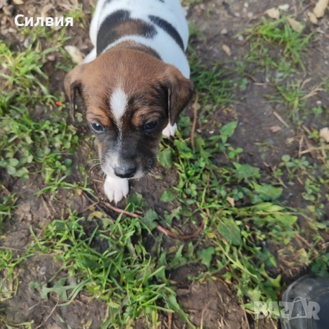 Джак Ръсел , снимка 2 - Джак ръсел териер - 52775745