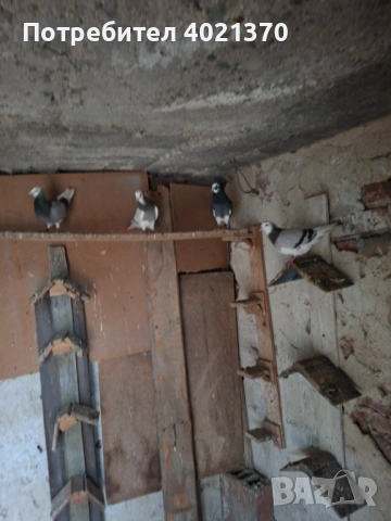 Английски типлери- Верф, снимка 4 - Гълъби - 54018697