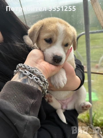 Подаряват се , снимка 3 - Други - 54173017