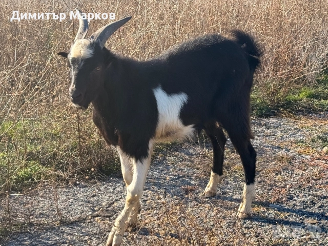 Продавам мъжко яре, снимка 2 - Кози - 52255639