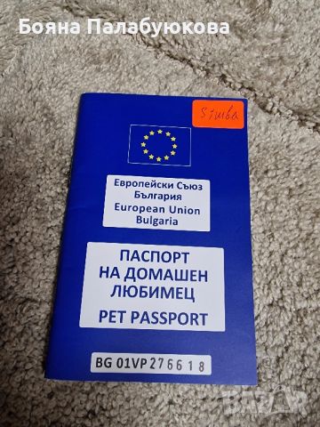 Британско късокосместо Мъжко кастрирано коте, снимка 1 - Британска късокосместа - 45973034