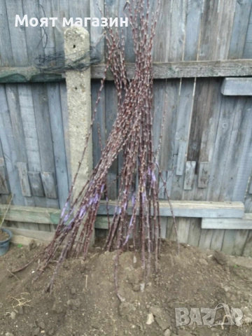 Ябълка Redlove-Sirena, снимка 8 - Градински цветя и растения - 53631761