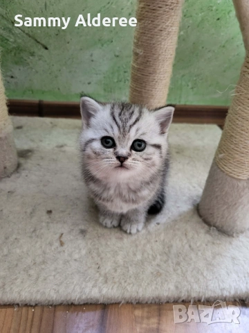 Британски, шотландски котета пухчета, снимка 3 - Британска късокосместа - 53852203